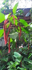 Acalypha hispida