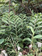 Hedychium flavescens
