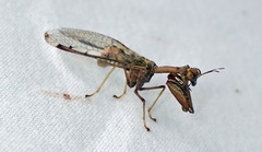 Dicromantispa interrupta