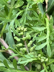 Lepidium didymum