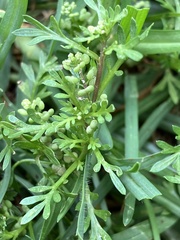 Lepidium didymum