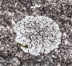 Physcia caesia