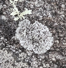 Physcia caesia