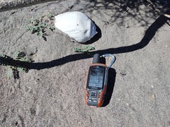 Titanostrombus galeatus