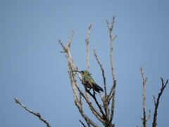 Cynanthus latirostris