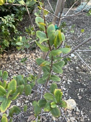 Rhamnus pirifolia