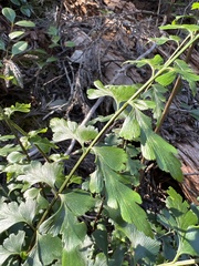 Asplenium aethiopicum