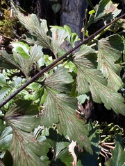 Asplenium aethiopicum