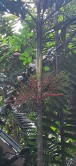 Chamaedorea tepejilote