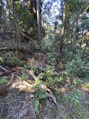 Asplenium aethiopicum