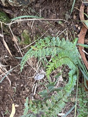 Asplenium macraei