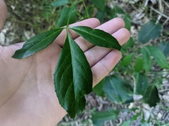 Polyscias sambucifolia