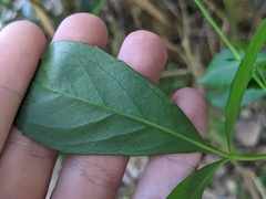 Polyscias sambucifolia