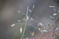 Eragrostis tenuifolia
