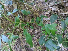 Polyscias sambucifolia