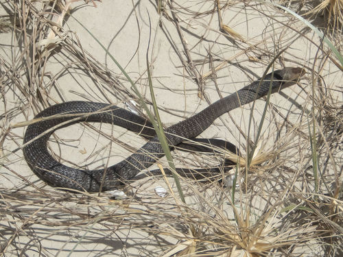 Eastern Brown Snake sighting