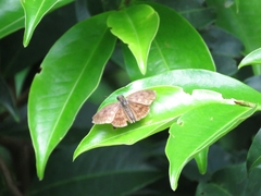 Pyrginae