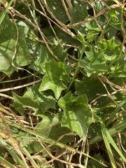 Delairea odorata