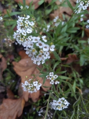 Lobularia