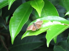 Pyrginae