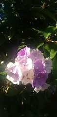 Brunfelsia australis