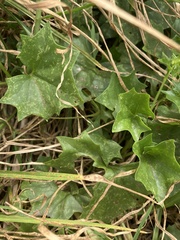 Delairea odorata