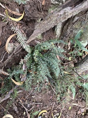 Asplenium macraei