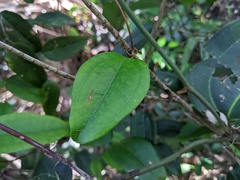 Smilax glyciphylla