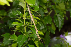 Tenodera australasiae