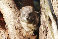 Dendrohyrax arboreus