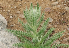 Cirsium scopulorum