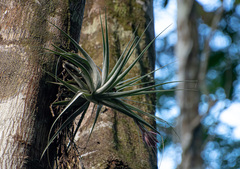 Tillandsia gardneri