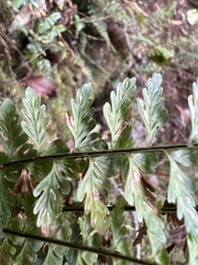 Asplenium macraei