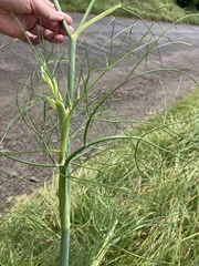 Foeniculum vulgare