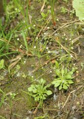 Androsace filiformis