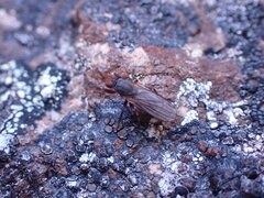 Coelopa