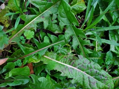 Podosphaera erigerontis-canadensis