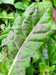 Podosphaera erigerontis-canadensis
