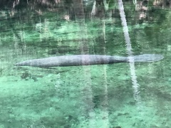 Trichechus manatus latirostris