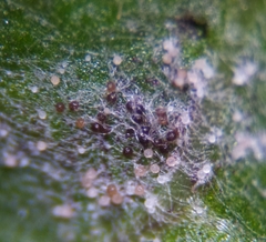 Podosphaera erigerontis-canadensis