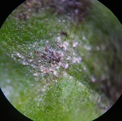 Podosphaera erigerontis-canadensis