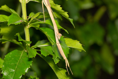 Tenodera australasiae