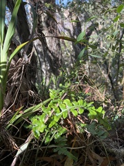 Polypodium pellucidum