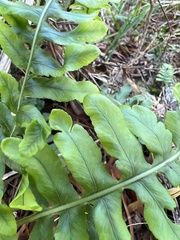Polypodium pellucidum