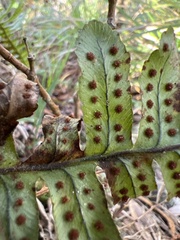 Polypodium pellucidum