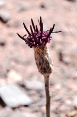 Aphyllocladus spartioides