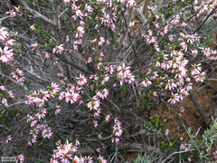 Erica inaequalis