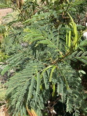 Leucaena leucocephala