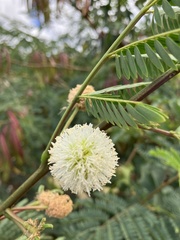Leucaena leucocephala