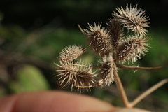 Torilis arvensis